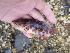 Hypoplectrodes jamesoni