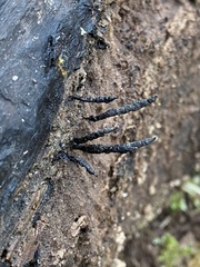 Xylaria longiana