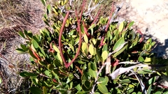 Mascarenhasia