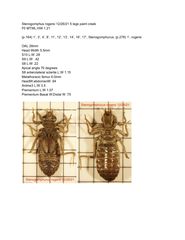 Stenogomphurus rogersi