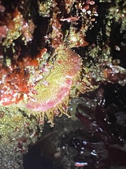 Placiphorella velata