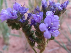 Phacelia integrifolia