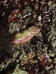 Placiphorella velata