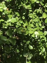 Myrcianthes fragrans