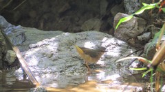 Myiothlypis fulvicauda