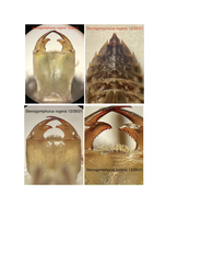 Stenogomphurus rogersi