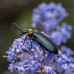 Lytta crotchii