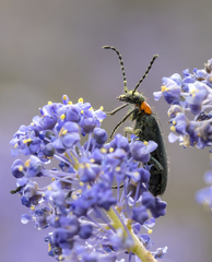 Lytta crotchii