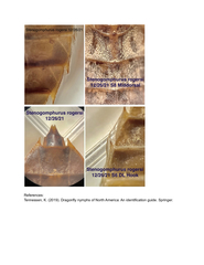 Stenogomphurus rogersi