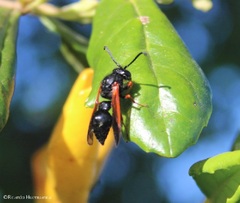 Hypodynerus colocolo