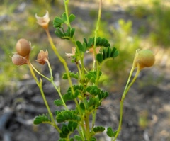 Gompholobium foliolosum