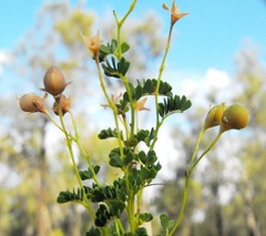 Gompholobium foliolosum