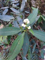 Miconia melastomoides