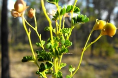Gompholobium foliolosum