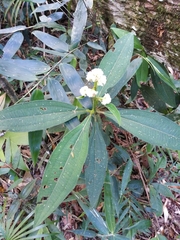 Miconia melastomoides