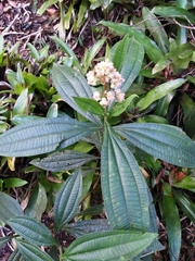 Miconia melastomoides