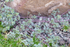Thymus pseudolanuginosus
