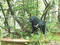 Corvus orru cecilae