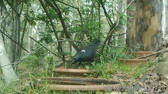 Corvus orru cecilae