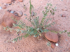 Astragalus desperatus