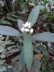 Miconia melastomoides
