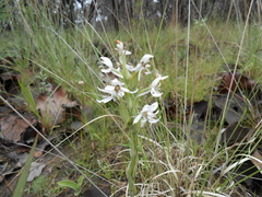 Habenaria clypeata