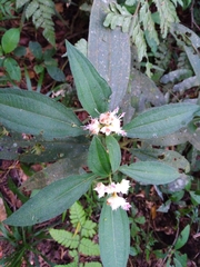 Miconia melastomoides