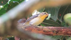 Setophaga fusca