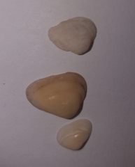 Striarca lactea