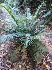 Neoblechnum brasiliense