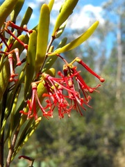 Amyema gaudichaudii