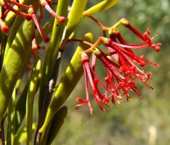 Amyema gaudichaudii