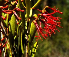 Amyema gaudichaudii