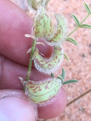 Astragalus desperatus