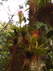 Vriesea erythrodactylon