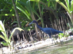Egretta caerulea