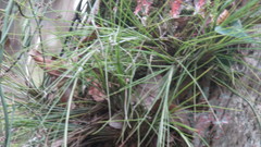 Tillandsia setacea