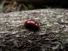 Strongylium hoepfneri