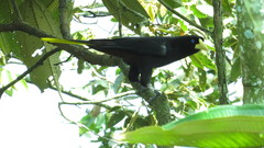 Psarocolius decumanus