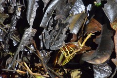 Incilius melanochlorus