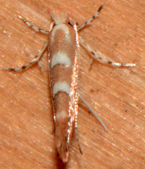 Cameraria bethunella