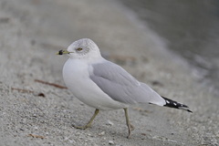 Larus delawarensis