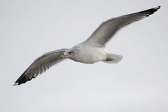 Larus californicus