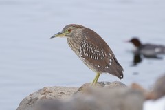 Nycticorax nycticorax