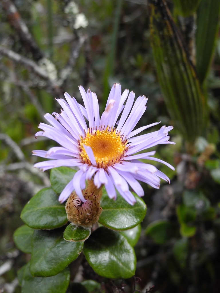 Crassifolia