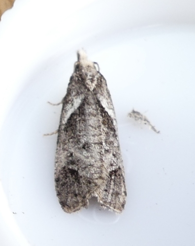 Phtheochroa riscana