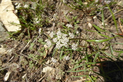 Lomatium geyeri