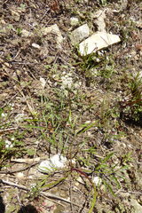 Lomatium geyeri