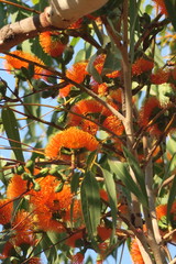 Eucalyptus miniata