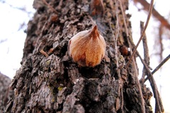 Allocasuarina luehmannii